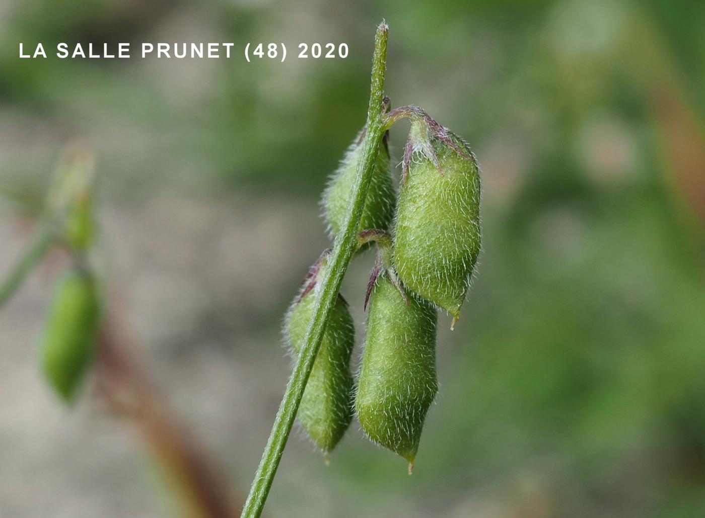 Tare, Hairy fruit